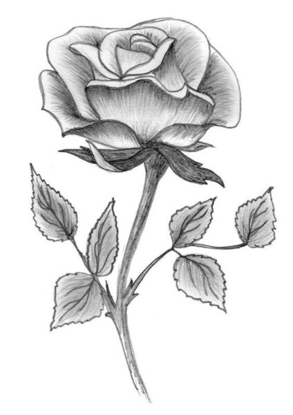 Hình vẽ hoa Hồng bằng bút chì