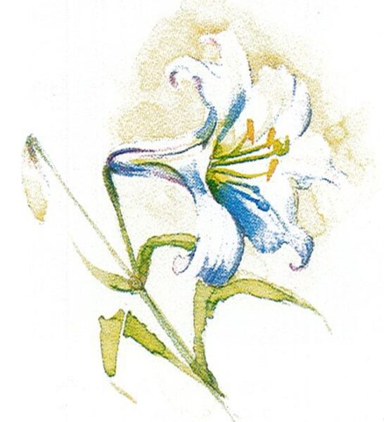 Hình vẽ hoa Loa Kèn đơn giản bằng sáp màu