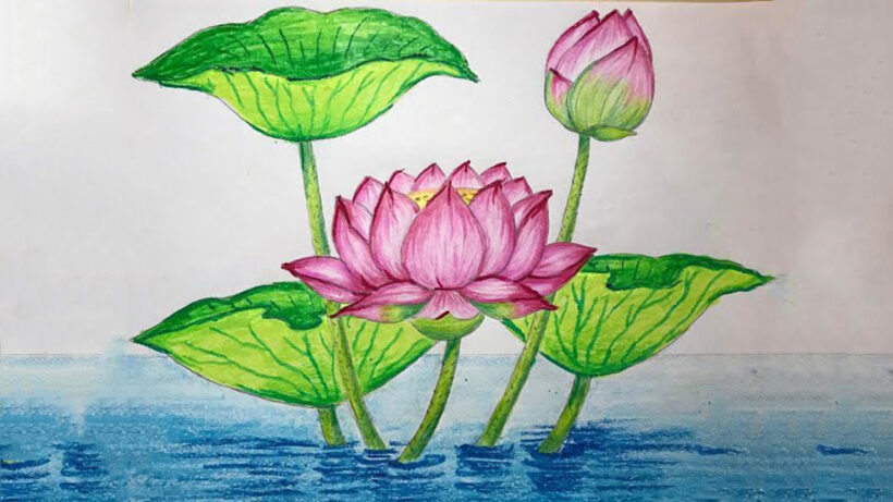 Hình vẽ hoa Sen bằng bút màu