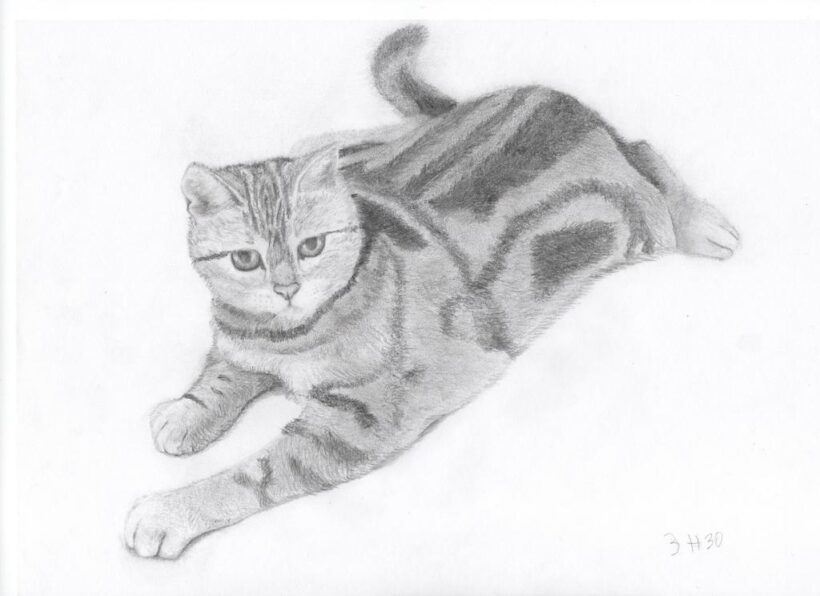 Hình vẽ mèo dễ thương bằng bút chì