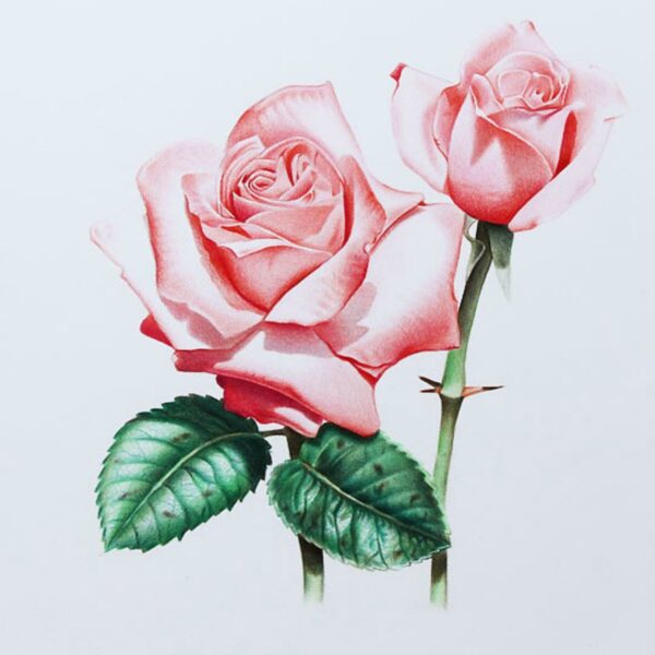Tranh vẽ hoa hồng đơn giản