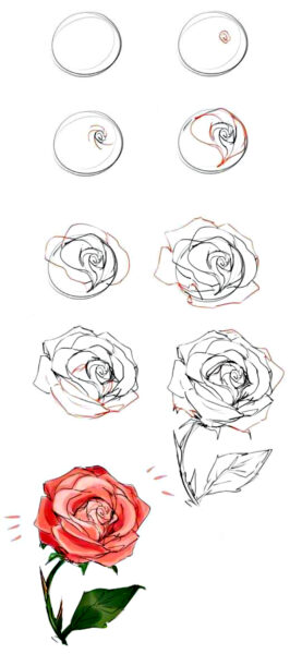 cách vẽ hoa hồng cơ bản từng bước