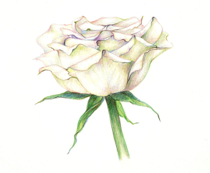 cách vẽ hoa hồng trắng