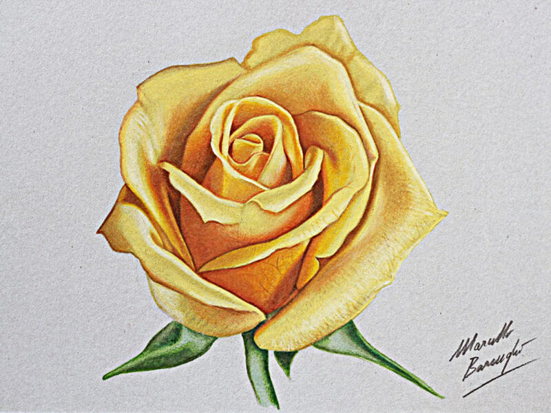 cách vẽ hoa hồng vàng