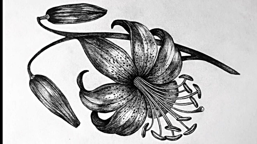 cách vẽ hoa ly, hoa loa kèn bằng bút chì