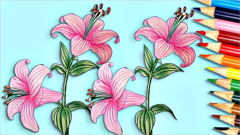 cách vẽ hoa ly, hoa loa kèn bằng chì màu