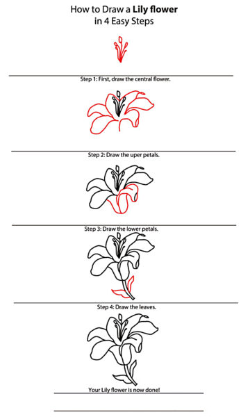 cách vẽ hoa ly, hoa loa kèn cơ bản