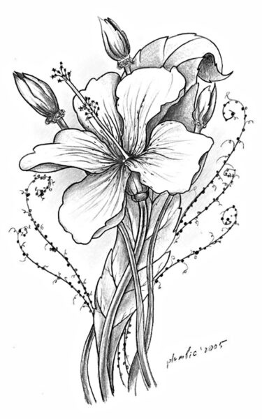 cách vẽ hoa ly, hoa loa kèn đẹp