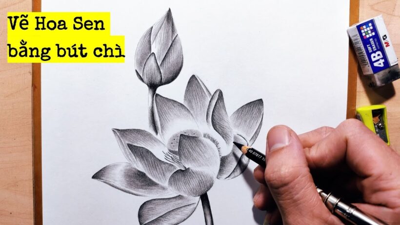 vẽ hoa Sen bằng bút chì