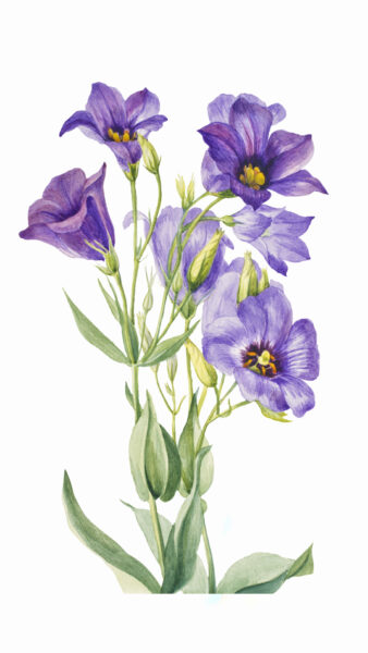 cách vẽ hoa violet (xanh) bằng màu chì