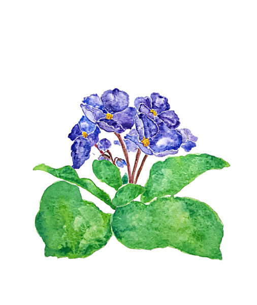 cách vẽ hoa violet (xanh) bằng màu sáp