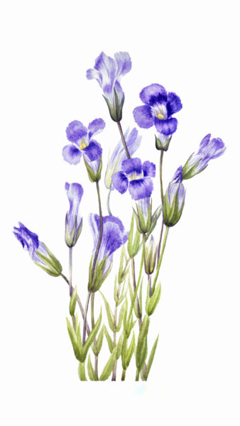 cách vẽ hoa violet (xanh) chi tiết nhất
