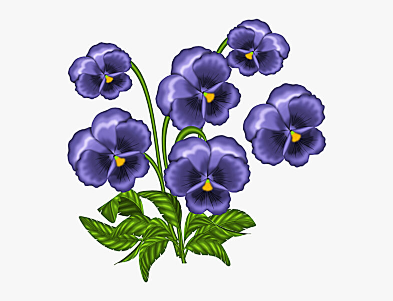 cách vẽ hoa violet (xanh) đẹp
