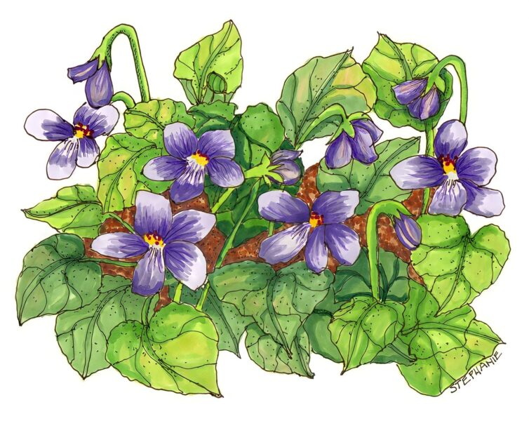 cách vẽ hoa violet (xanh) nguyên cây