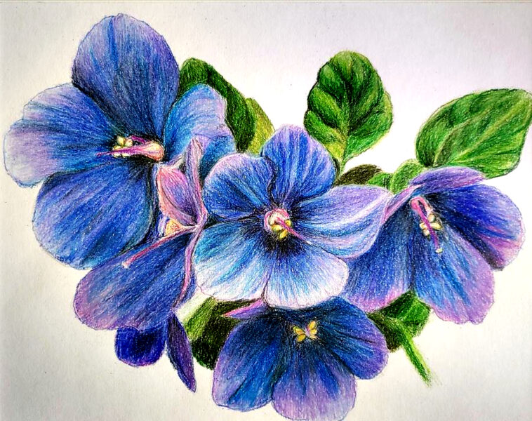 cách vẽ hoa violet (xanh) tươi tắn