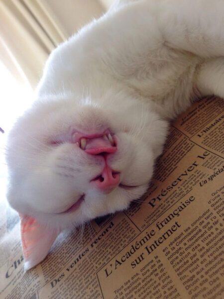 Ảnh mèo bựa buồn cười ngủ gục cực hài