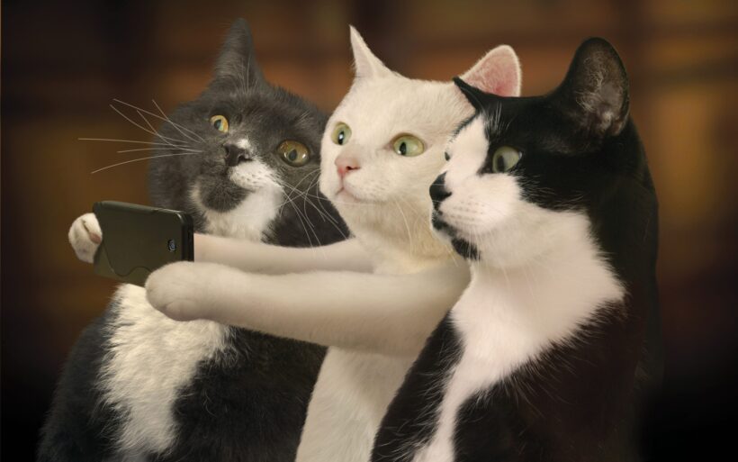 Ảnh mèo bựa buồn cười selfie ngộ nghĩnh