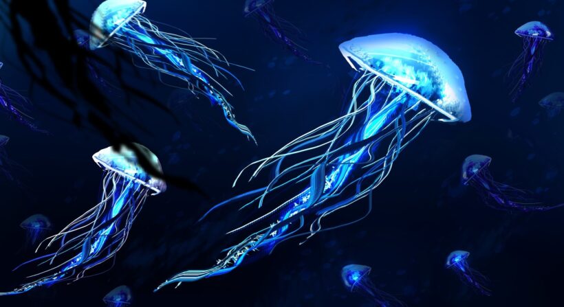 Hình ảnh con sứa biển