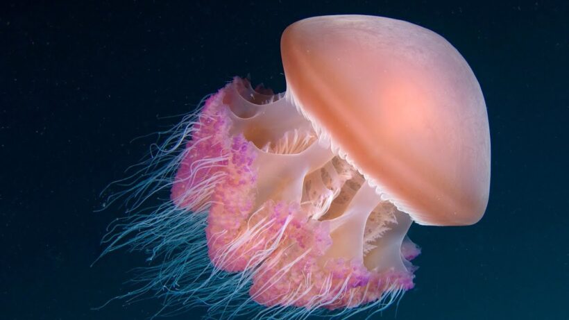 Hình ảnh con sứa đỏ