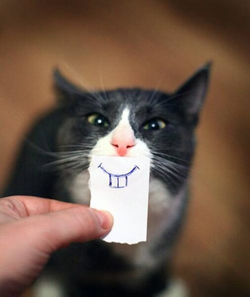 Hình ảnh mèo bựa buồn cười biểu cảm hề hước