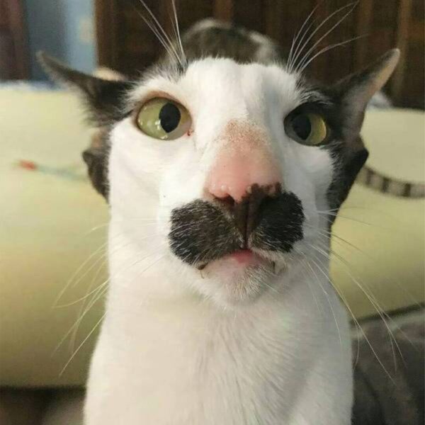 Hình ảnh mèo bựa buồn cười có vết đen ở mũi hài hước