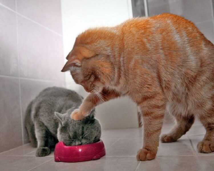Hình mèo bựa buồn cười của 2 mèo trong bữa ăn