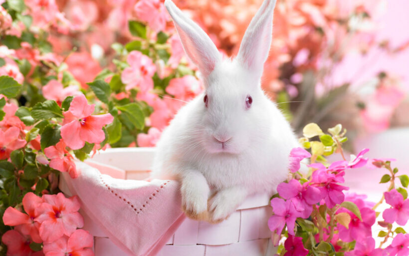 Hình nền facebook cute thỏ trắng cực đáng yêu
