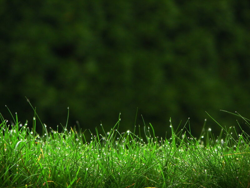 Hình nền iMac bãi cỏ xanh rờn