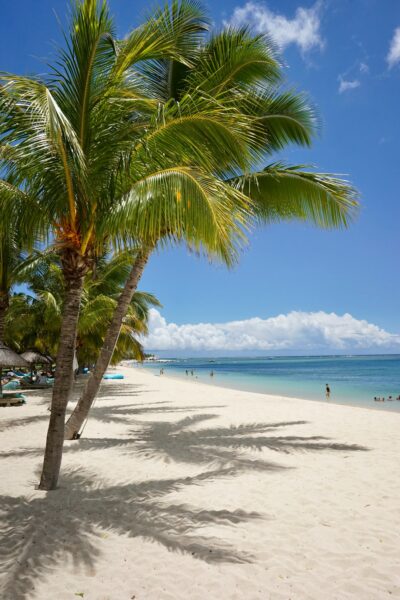 Ảnh cây Dừa trên bãi biển đẹp