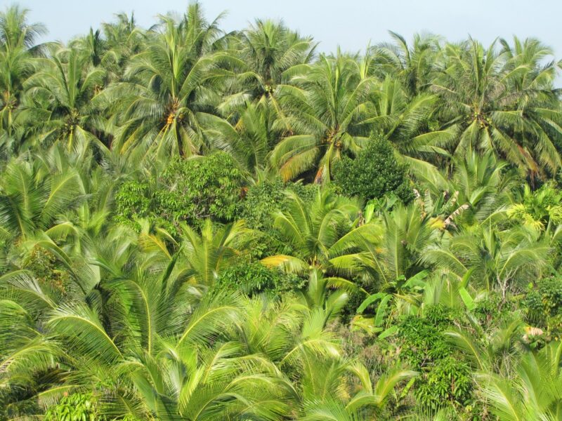 Hình ảnh cây dừa Bến Tre