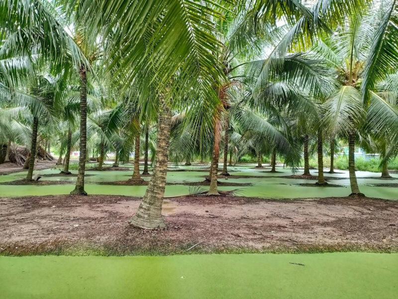 Hình ảnh cây dừa Bến Tre đẹp