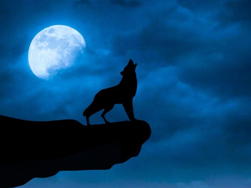 Hình ảnh chó sói dưới trăng