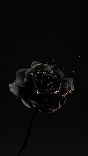 ảnh avatar tang lễ hoa hồng đen
