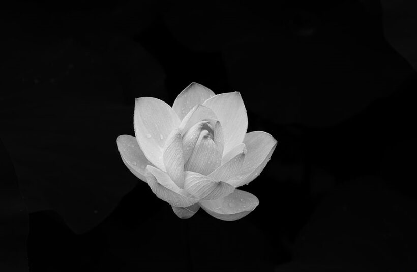 ảnh avatar tang lễ hoa sen trắng đen buồn