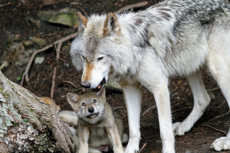 ảnh con sói mẹ bảo vệ sói con cực đáng yêu