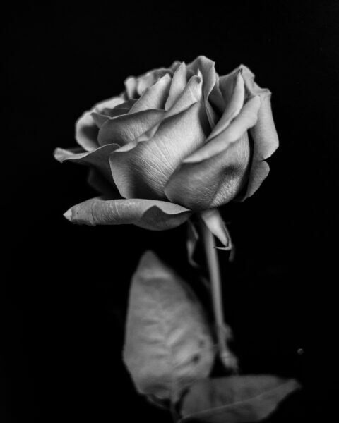 hình ảnh avatar tang lễ bông hoa úa tàn
