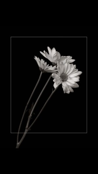 hình ảnh avatar tang lễ hoa cúc trắng đen