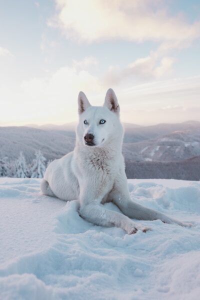 hình ảnh con sói trắng như tuyết