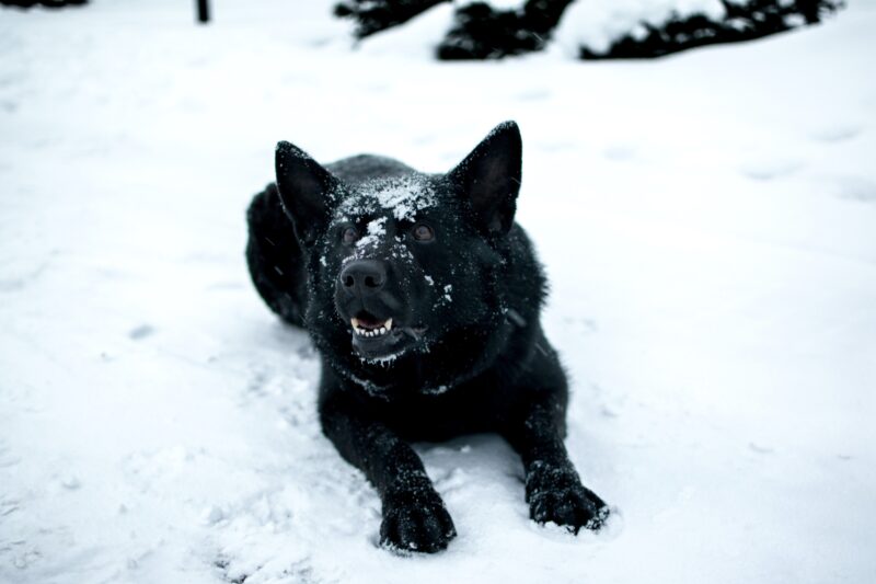 hình con sói đen lăn trong tuyết trắng