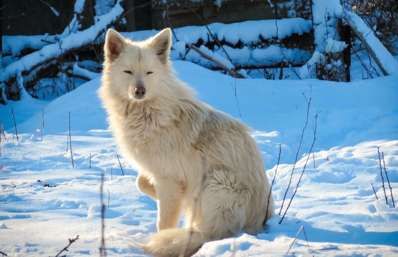 hình con sói trắng lim dim đôi mắt