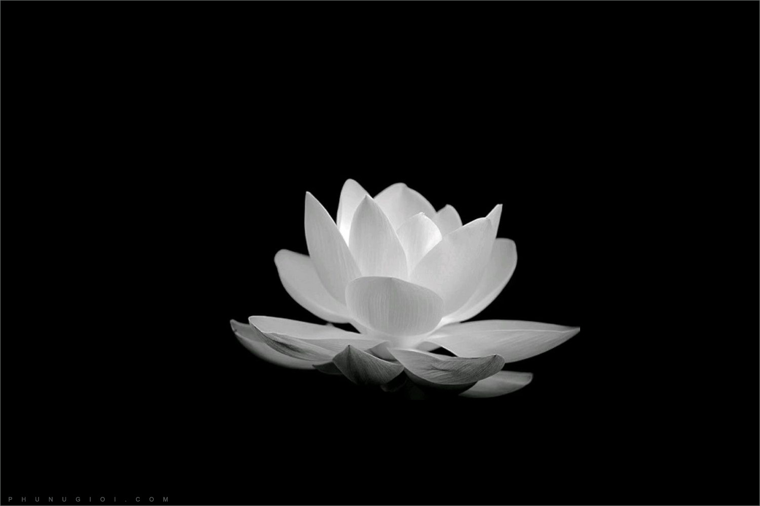 Hình nền hoa sen thiêng liêng Hình nền máy tính Nội dung miễn phí Clip art   png tải về  Miễn phí trong suốt Lotus Gia đình png Tải về