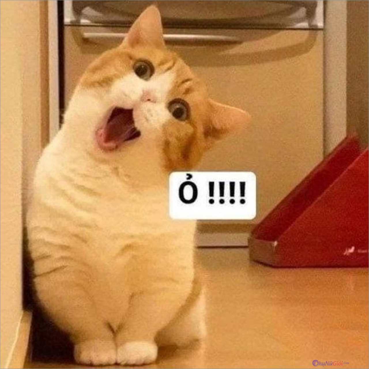 Tổng hợp ảnh meme chó mèo siêu hài hước