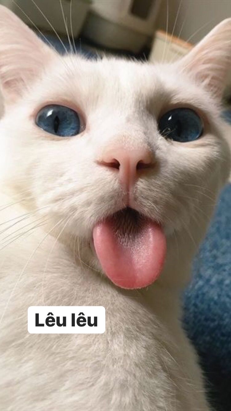 Nếu bạn muốn thấy thế nào là ảnh meme mèo hài hước, hãy xem qua bộ sưu tập này! Chúng sẽ làm cho bạn cười đầy thỏa mãn với những bức ảnh chứa đầy những câu châm biếm và hư cấu nhưng vô cùng đáng yêu của những chú mèo.