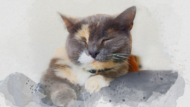 Hình nền cute dễ thương chú mèo lim dim ngủ