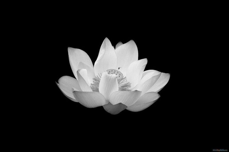 Hoa sen trắng nền đen đám tang