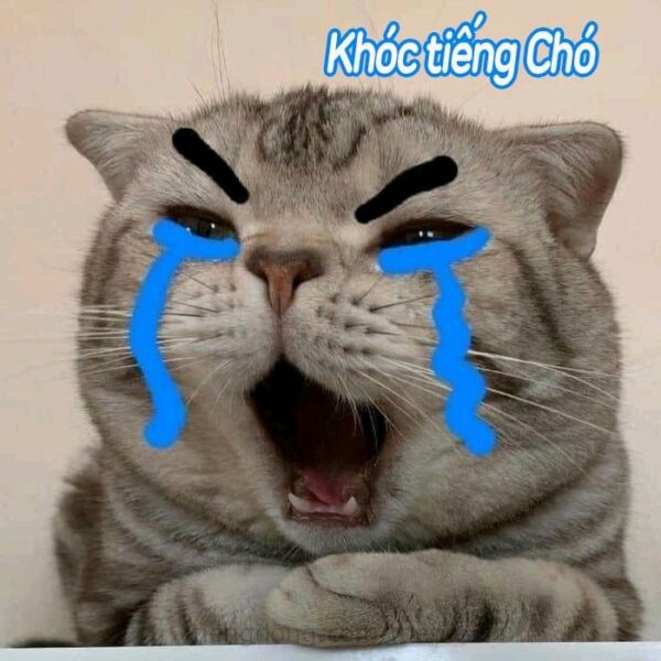 Meme mèo khóc thét