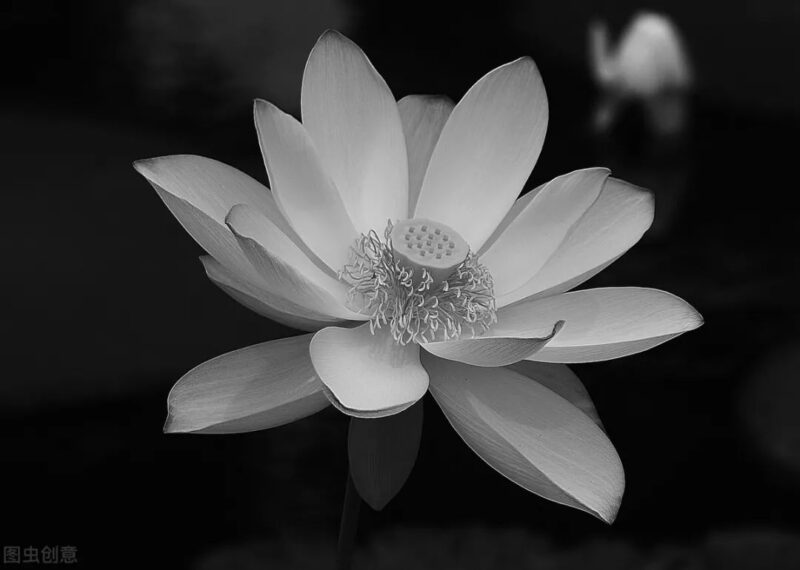 Tải hình ảnh hoa sen trắng nền đen