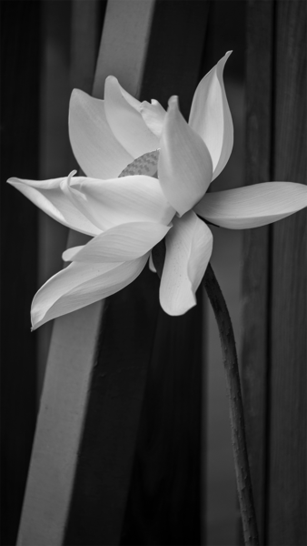 ảnh hoa Sen trắng nền đen bên khung cửa