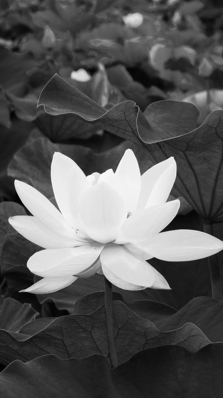 Trong Đám tang Ý nghĩa hoa Sen trắng nền đen là gì?