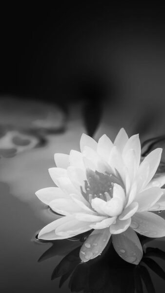 ảnh hoa Sen trắng nền đen đầy ý nghĩa